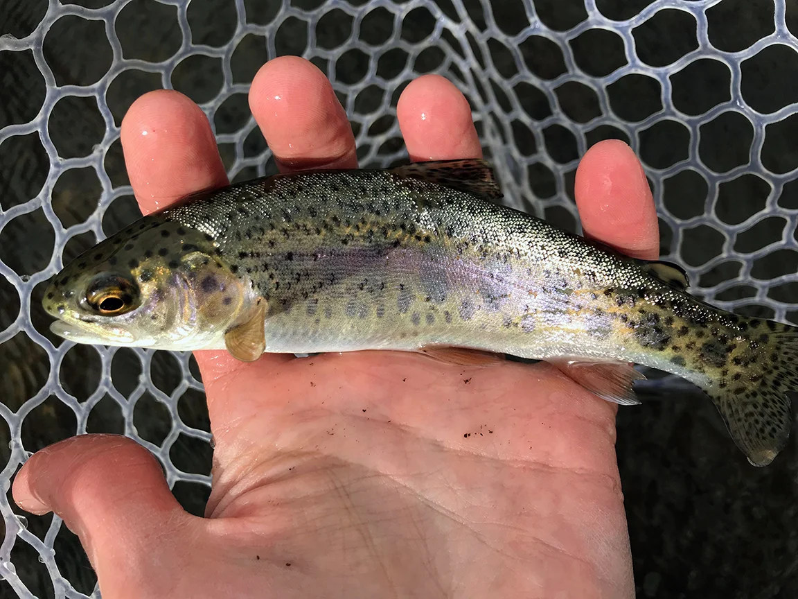 The first wild trout I caught on the Elkhorn Creek, a small rainbow.
