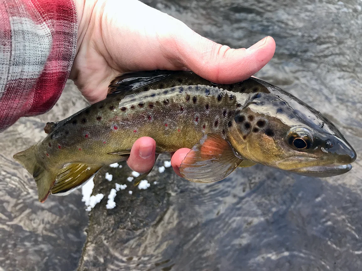 Serendipity And West Virginia’s Elkhorn Creek