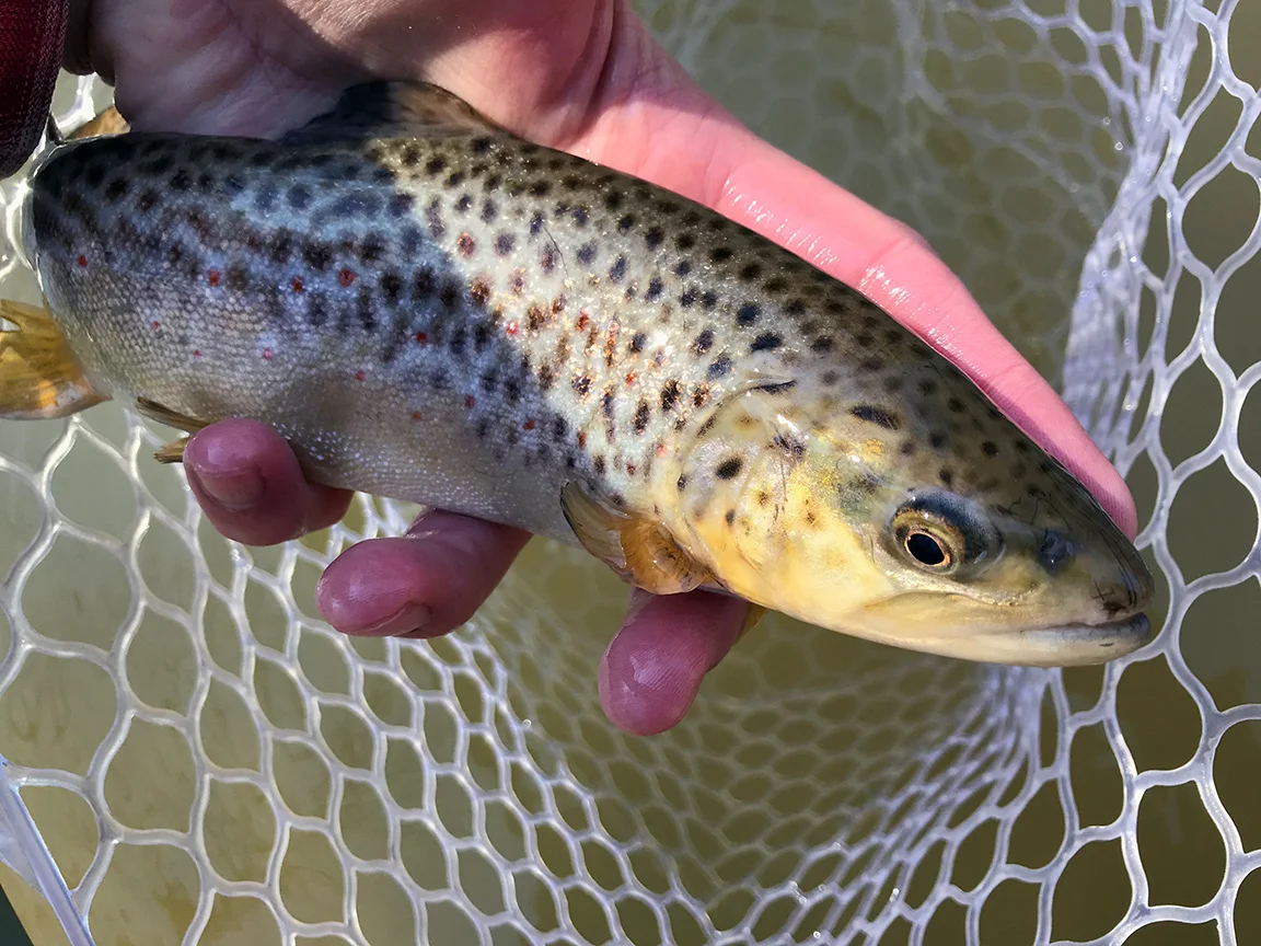 The first brown trout I caught on the Patuxent River.