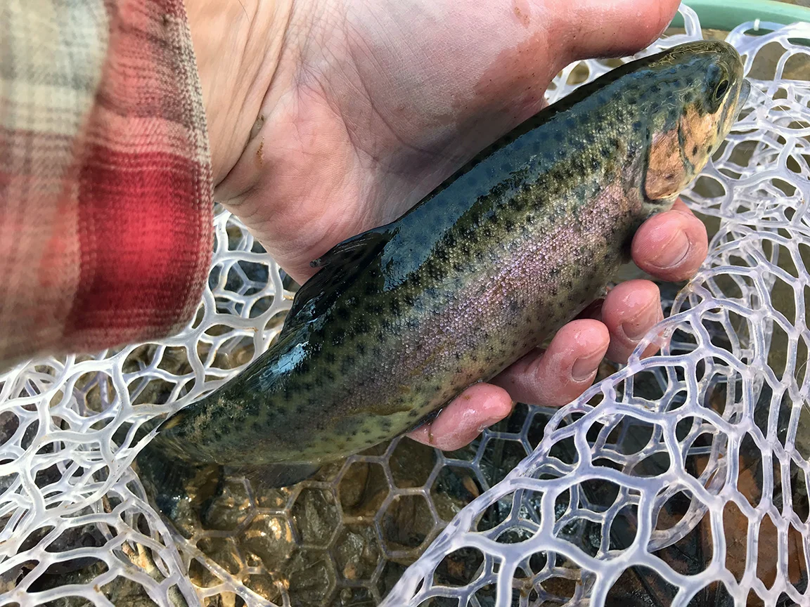rainbow1.jpg