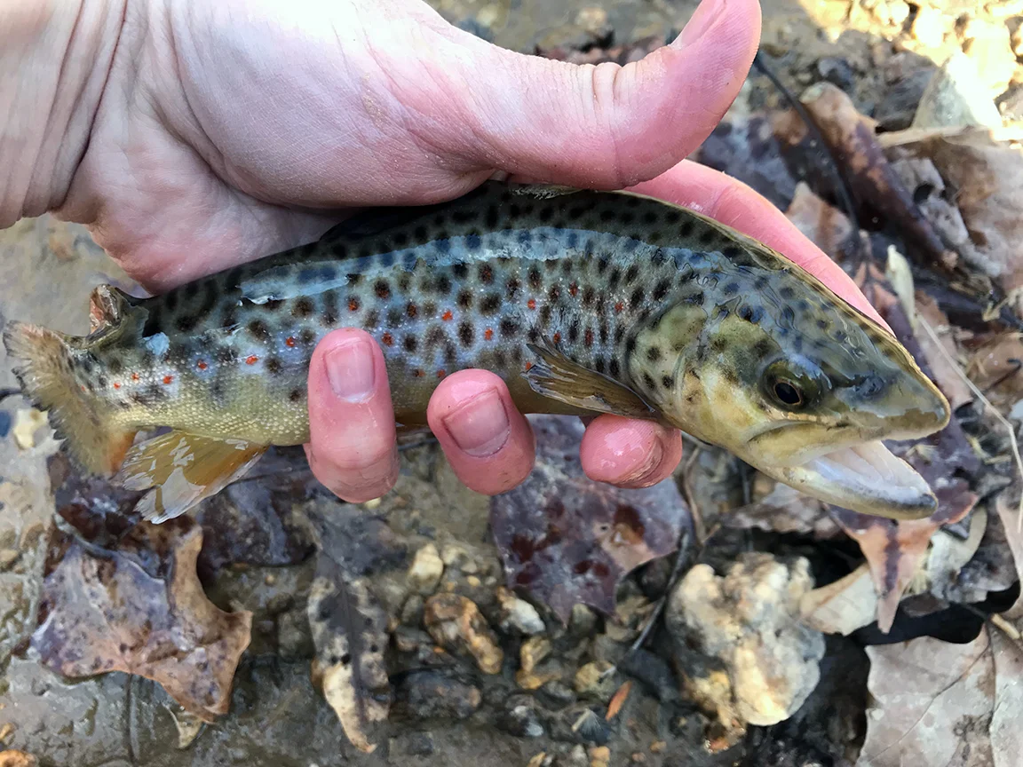 brown5.jpg