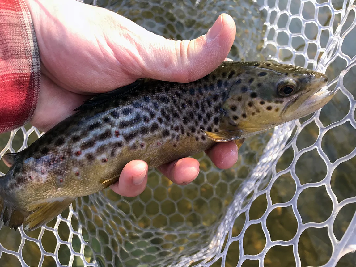 brown2.jpg