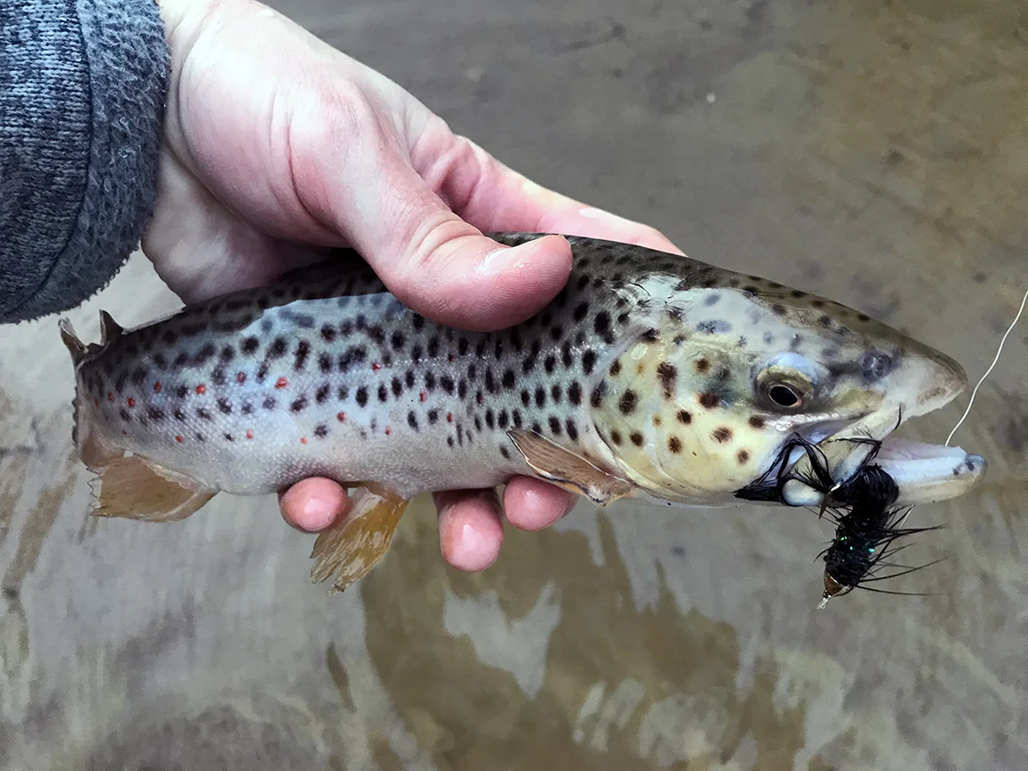 March Sunshine And Trout On The Patuxent River