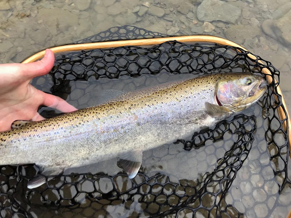 One of the steelhead I caught after we headed back to Elk Creek on Saturday.