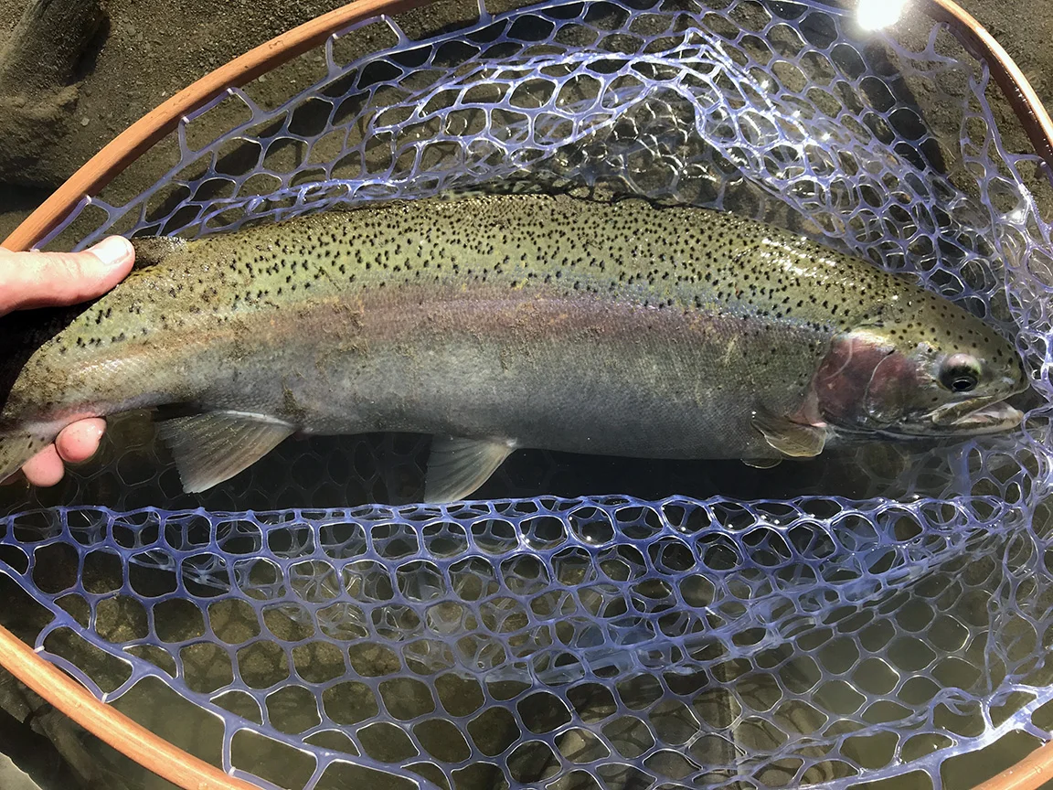 steelhead4.jpg