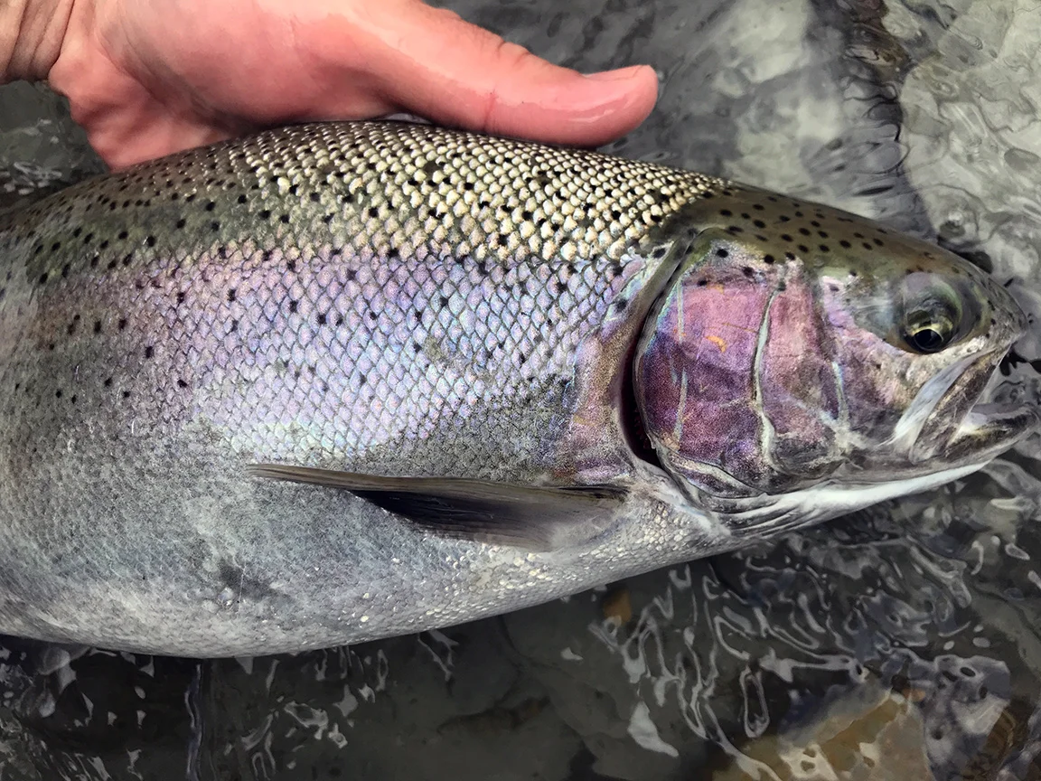 The beautiful colors of a spring run steelhead.