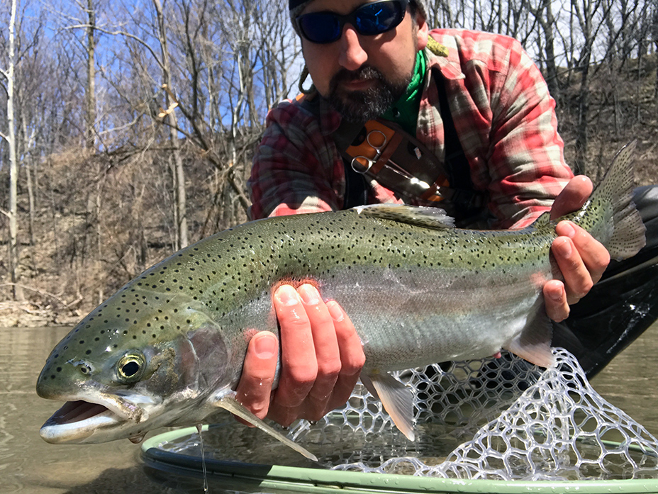 High Water Ohio Tributaries And Fresh 20 Mile Creek Chrome — Wooly Bugged