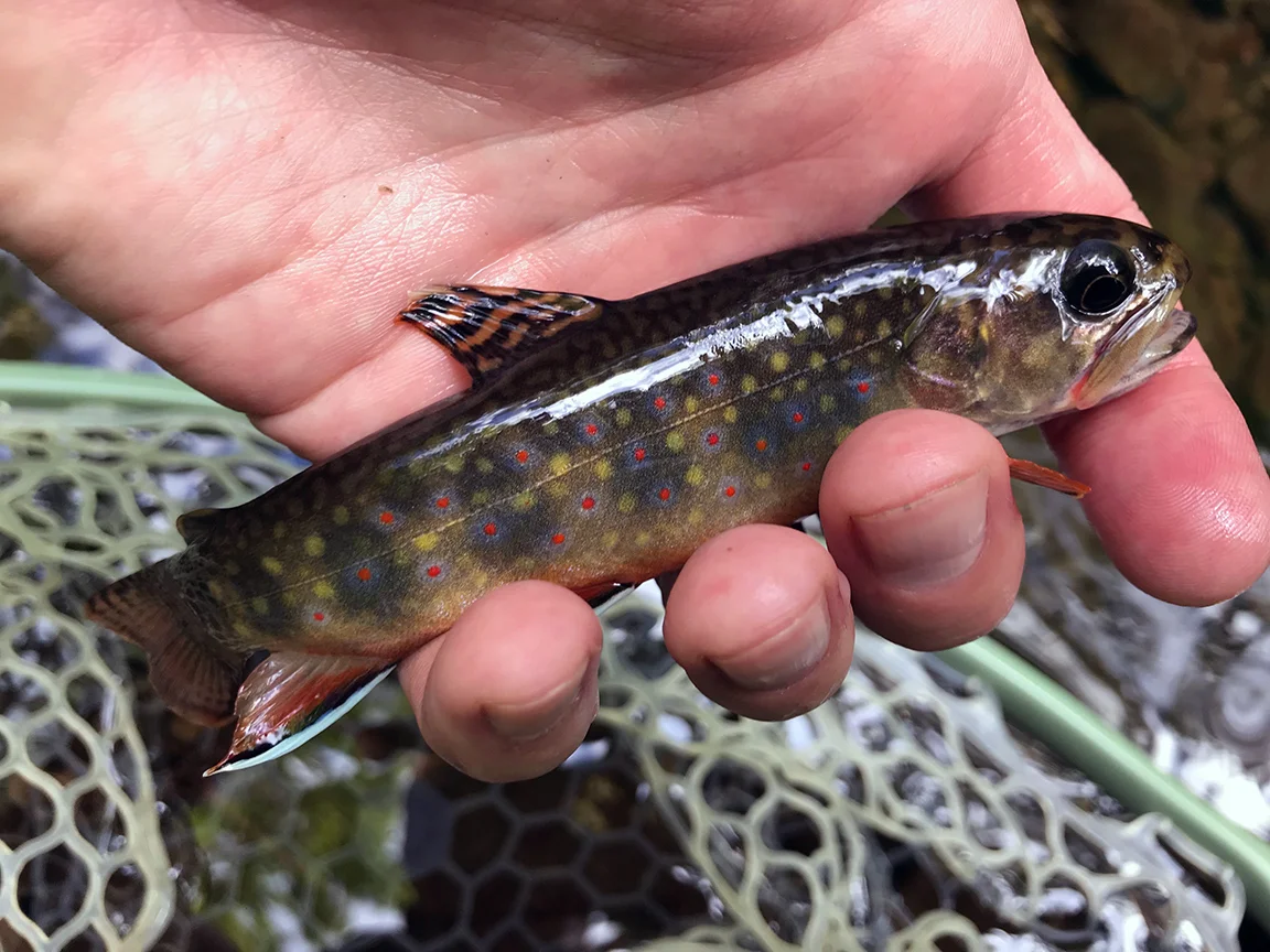 brooktrout6.jpg