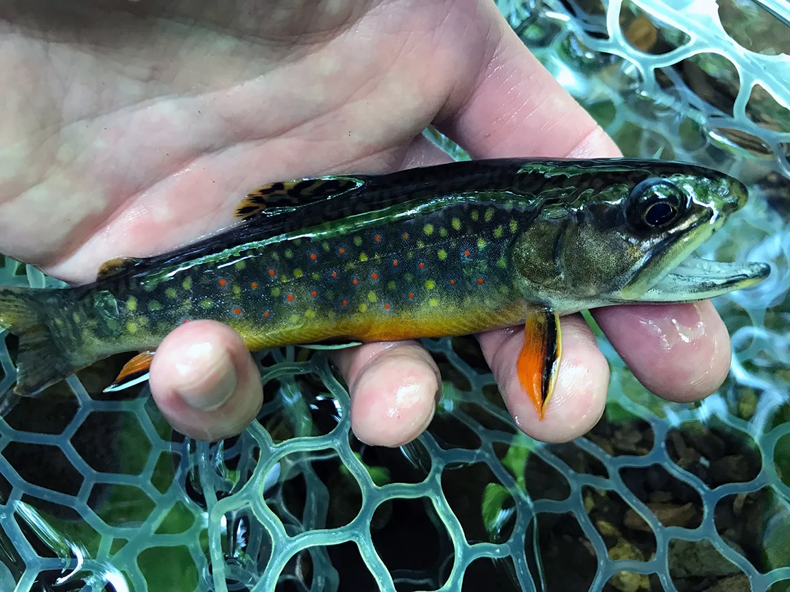 Blue-Line Brook Trout In Sullivan County, Pennsylvania