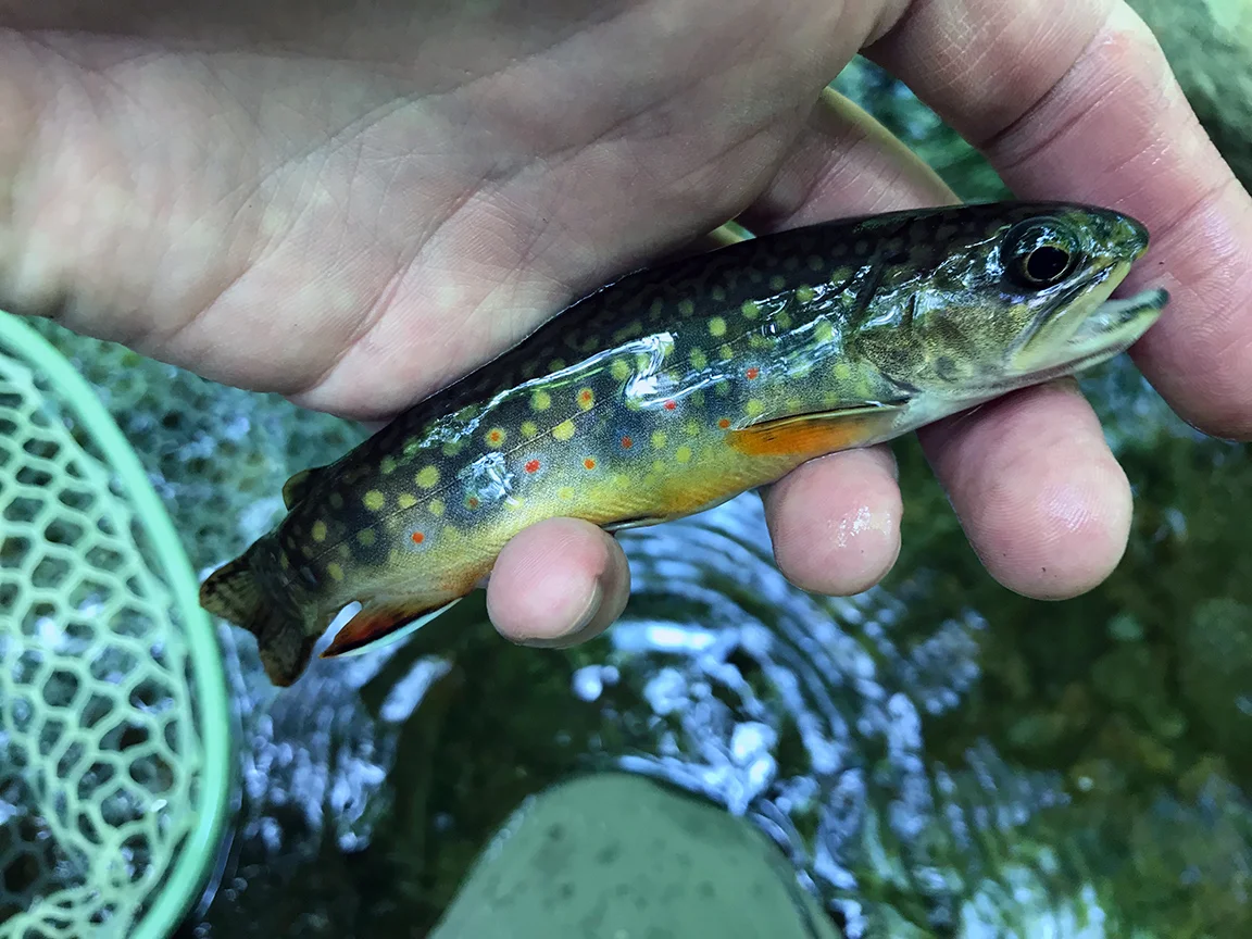 brooktrout2.jpg