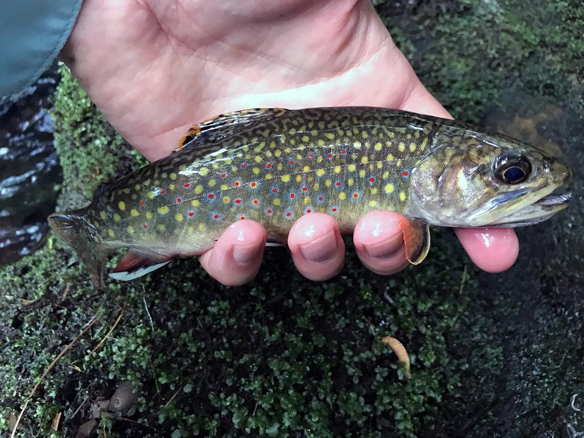A beautifully colored Black Bear Run native brook trout.