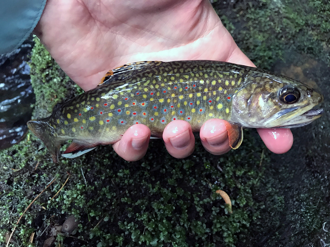 Centre County’s Class A Wild Brook Trout