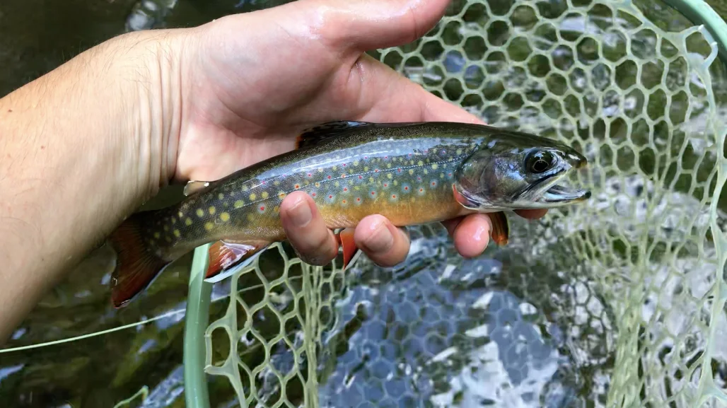 The beautiful brook trout I caught on a #8 White Woolly Bugger.