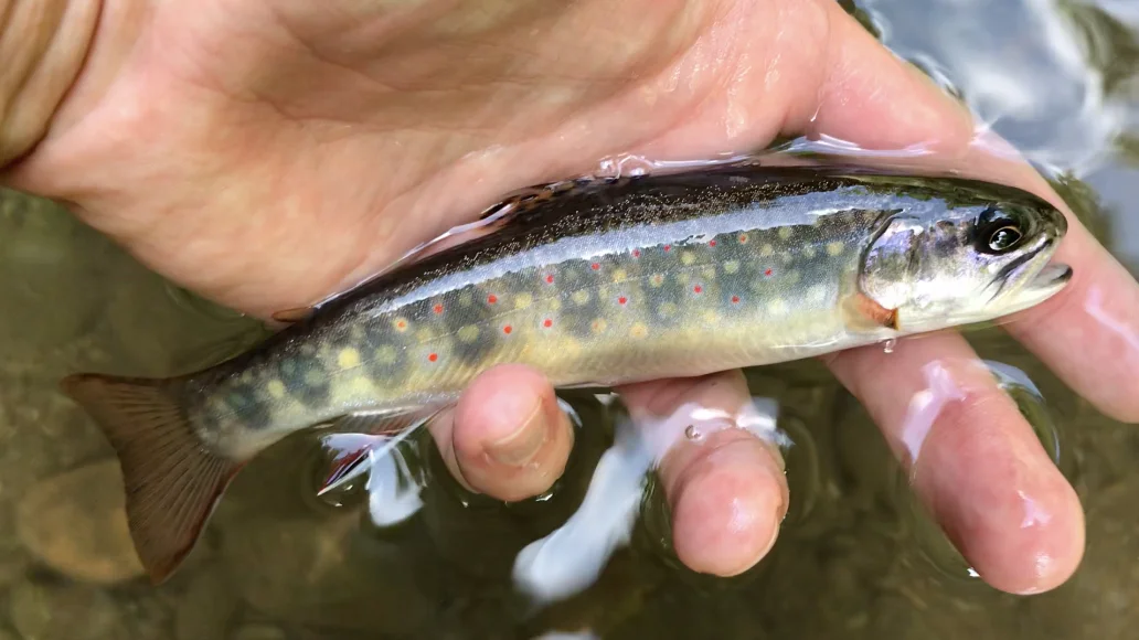 Brothers In Trout And Savage River Tributaries