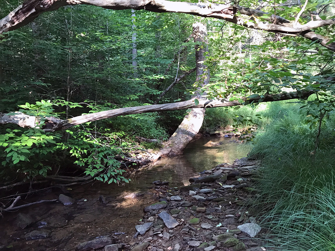 Allegheny National Forest And The Back-Up Brookie Stream — Wooly Bugged