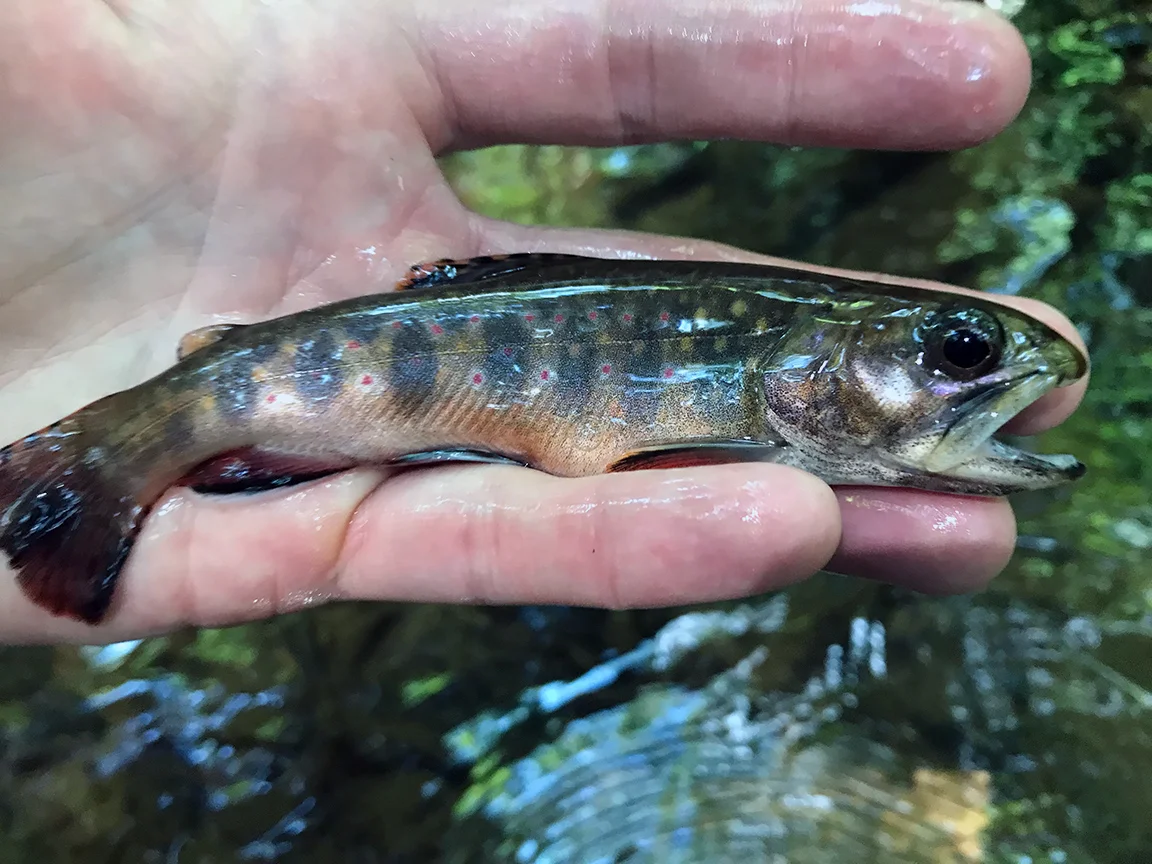 A beautiful Cherry Run native brook trout.