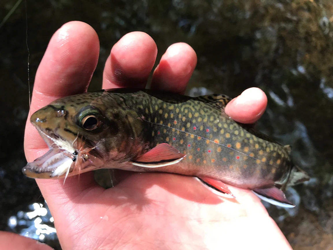 The first brook trout I caught in the Allegheny National Forest on Irwin Run.