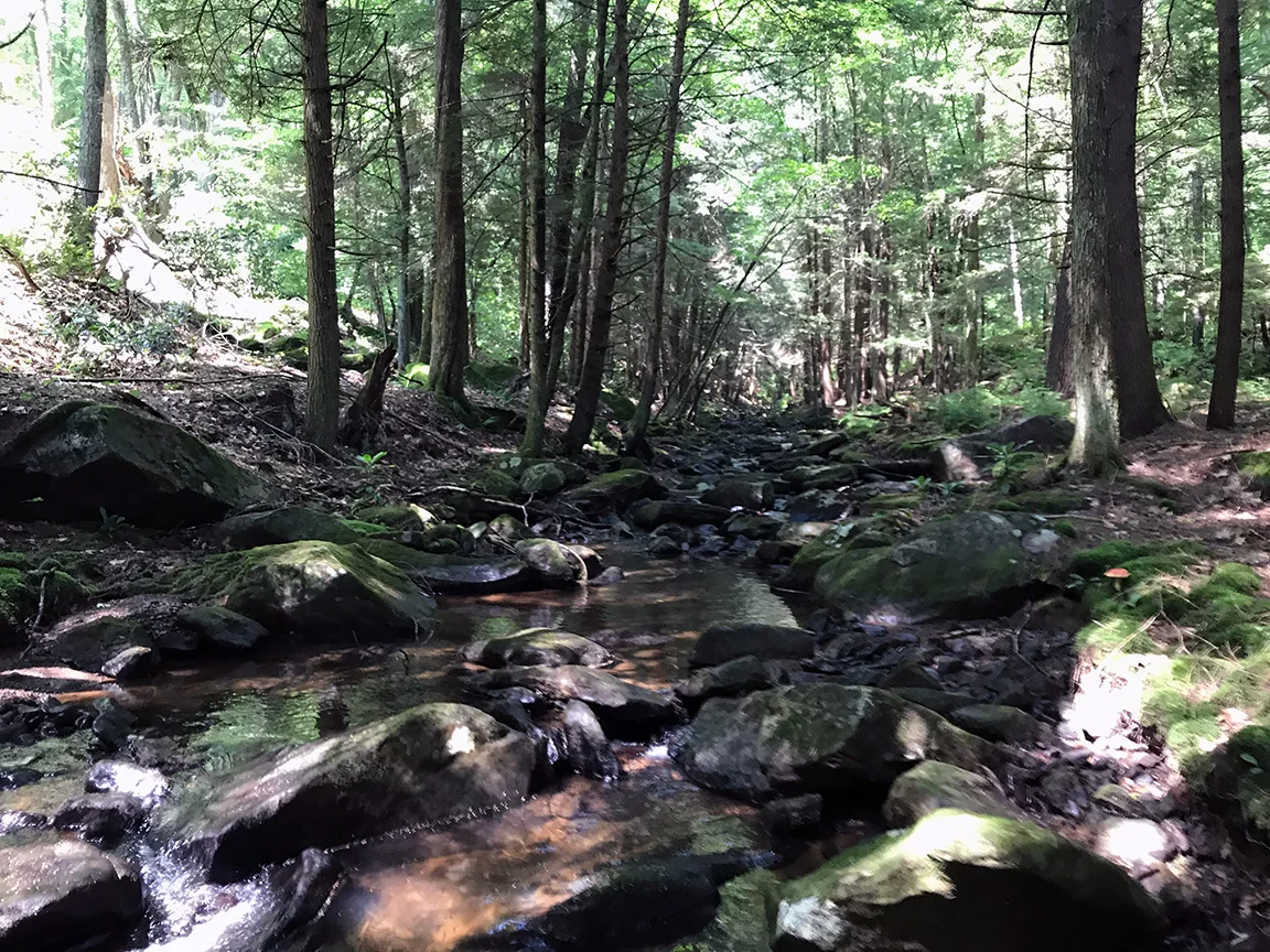 Portions of Irwin Run were low and rocky and difficult to fish.