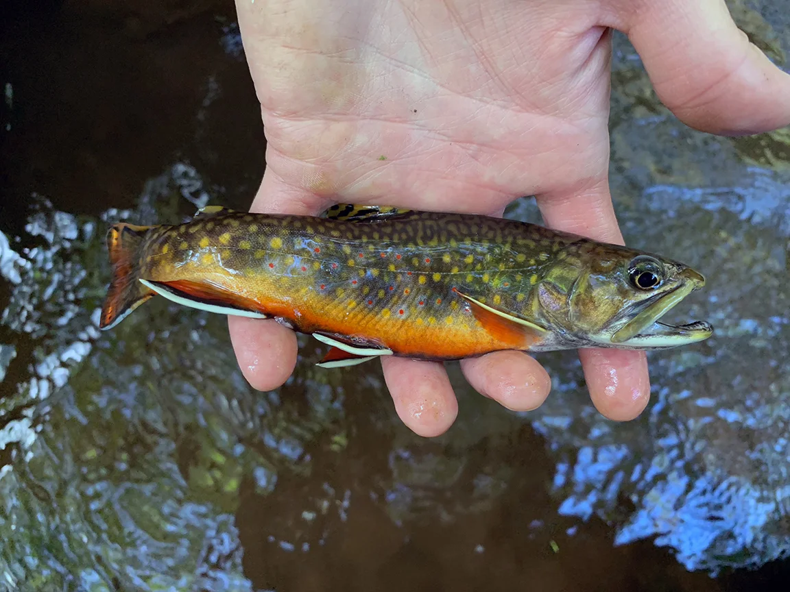The first brook trout I caught displaying brilliant pre-spawn colors.
