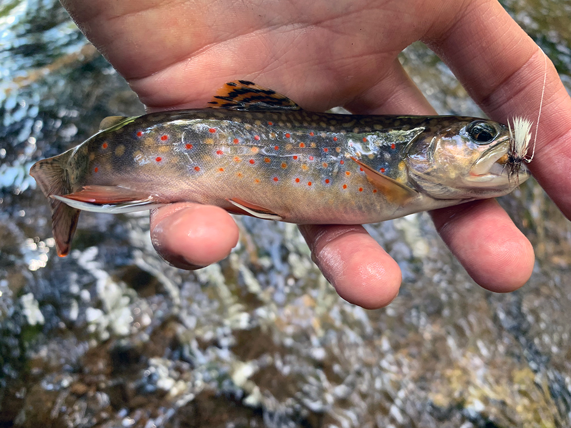 Pre-Spawn Wild Brook Trout In Bald Eagle State Forest