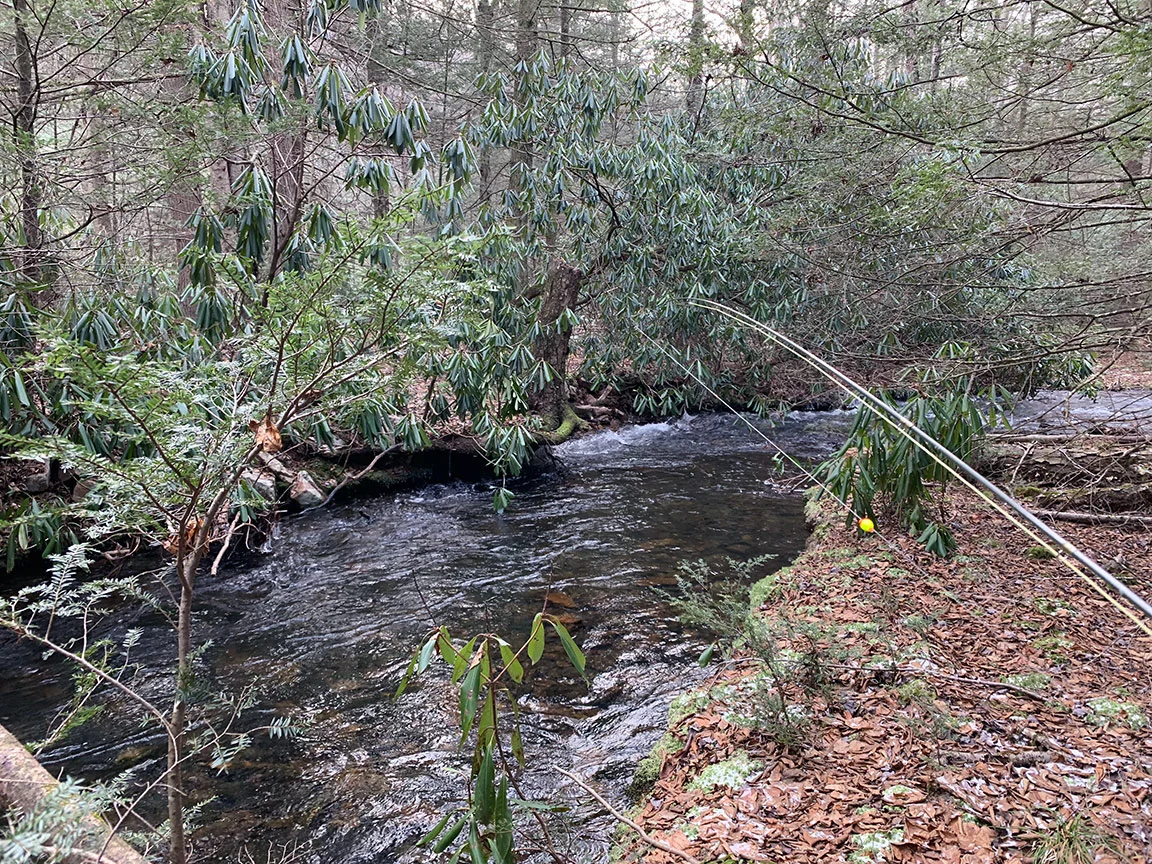 The upstream view on North Branch Buffalo Creek.
