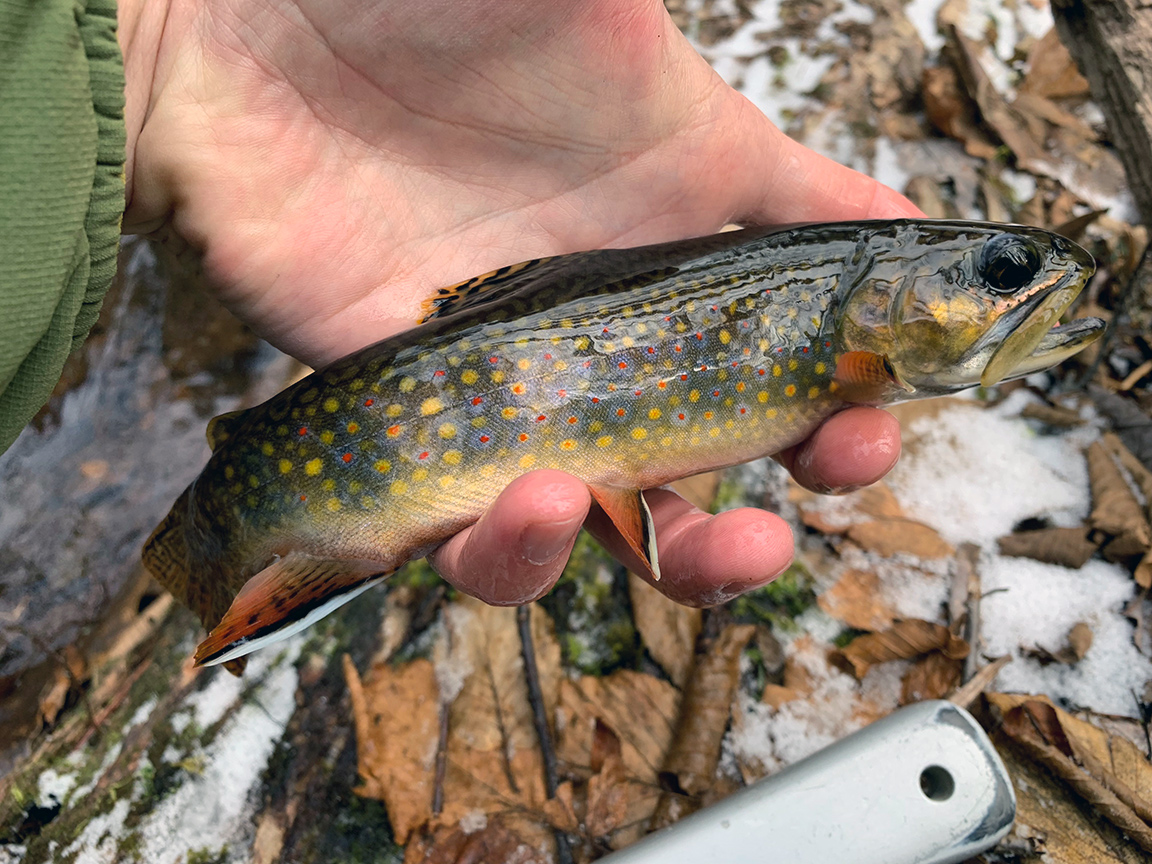Brook Trout in Pa! Used my ice fishing rod for harder fights
