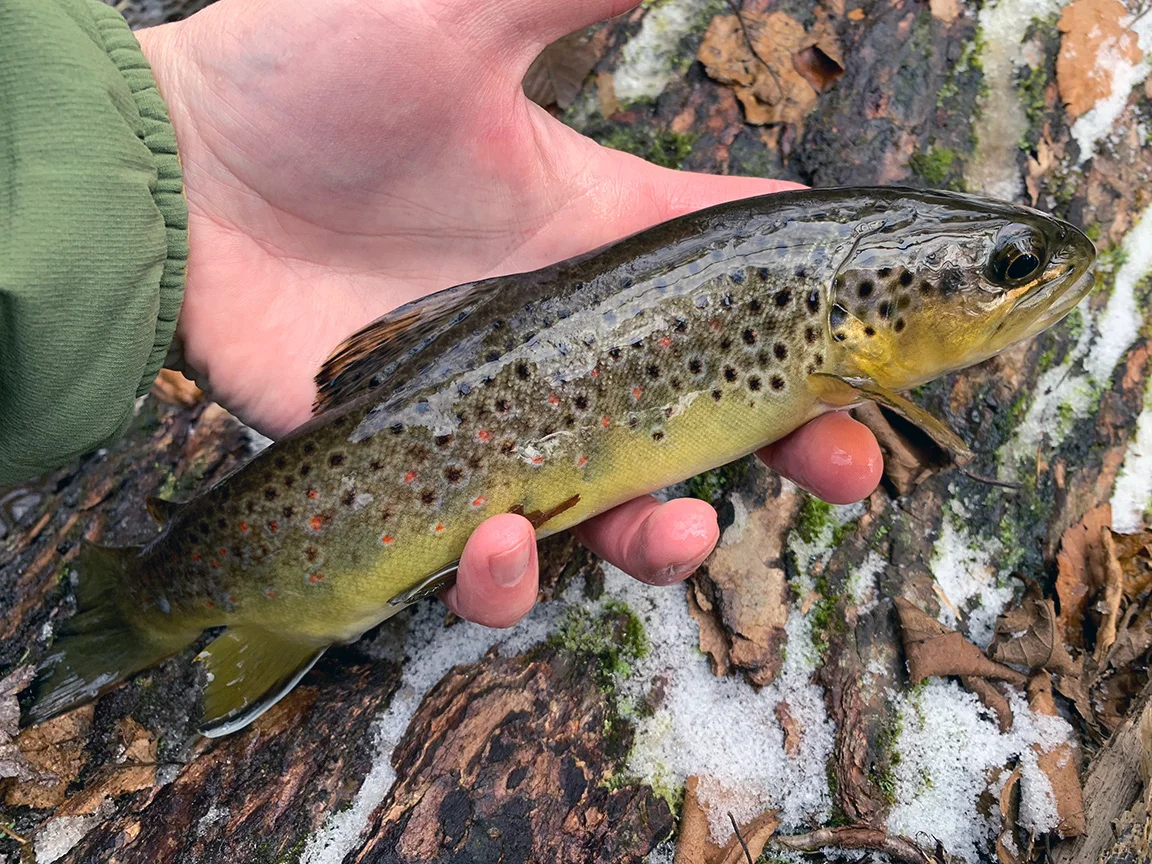 The unexpected brown trout I caught.