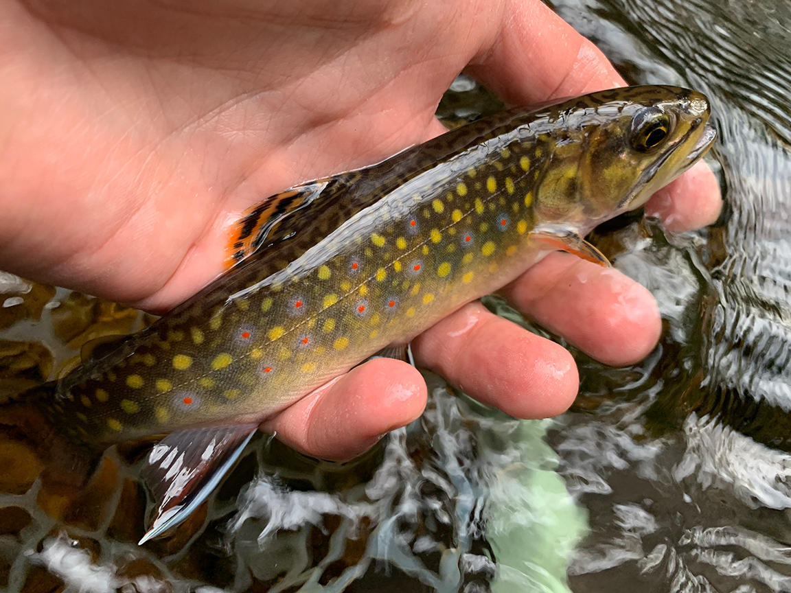 Losing Daylight And The PA Wilderness Trout Stream