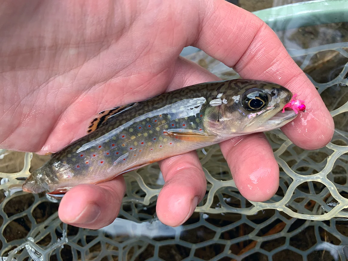 The first brook trout I caught on the nymph pattern I call the “Pink Ferrari.”