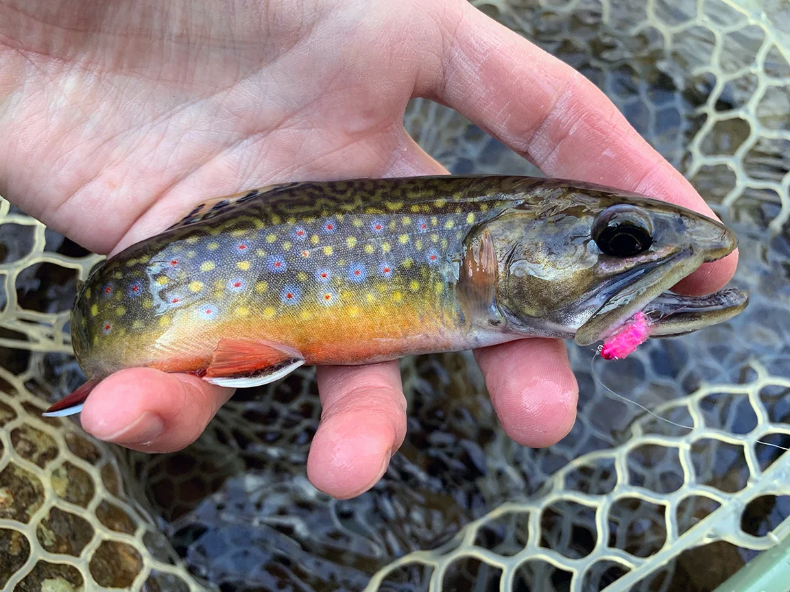 Nescopeck Tributary And The Wild Brook Trout Of State Game Lands 187
