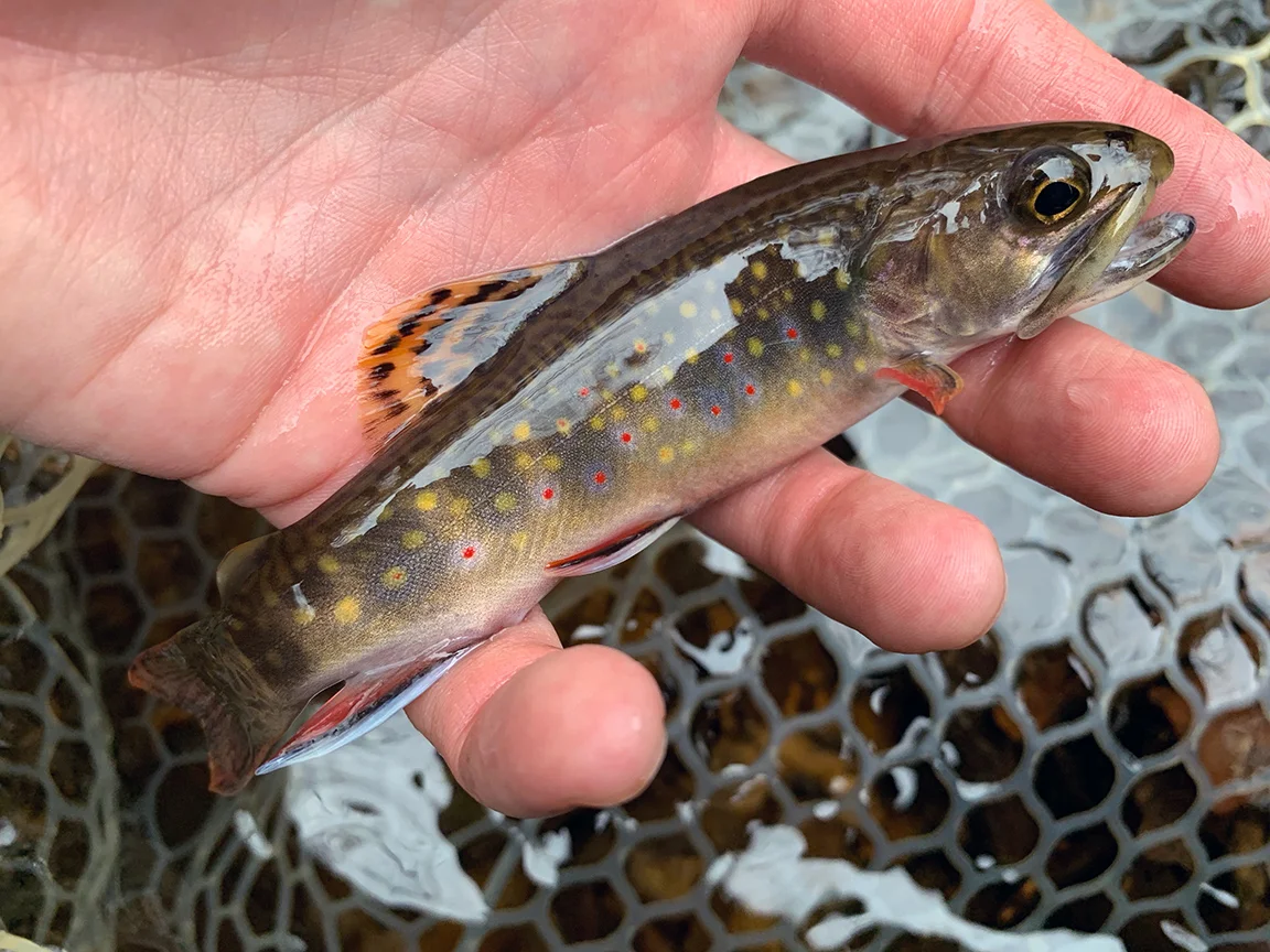 My first Rattling Run wild brook trout.