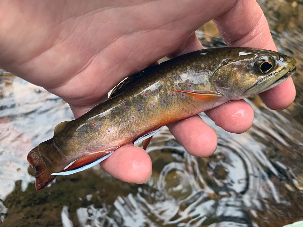 trout5.jpg