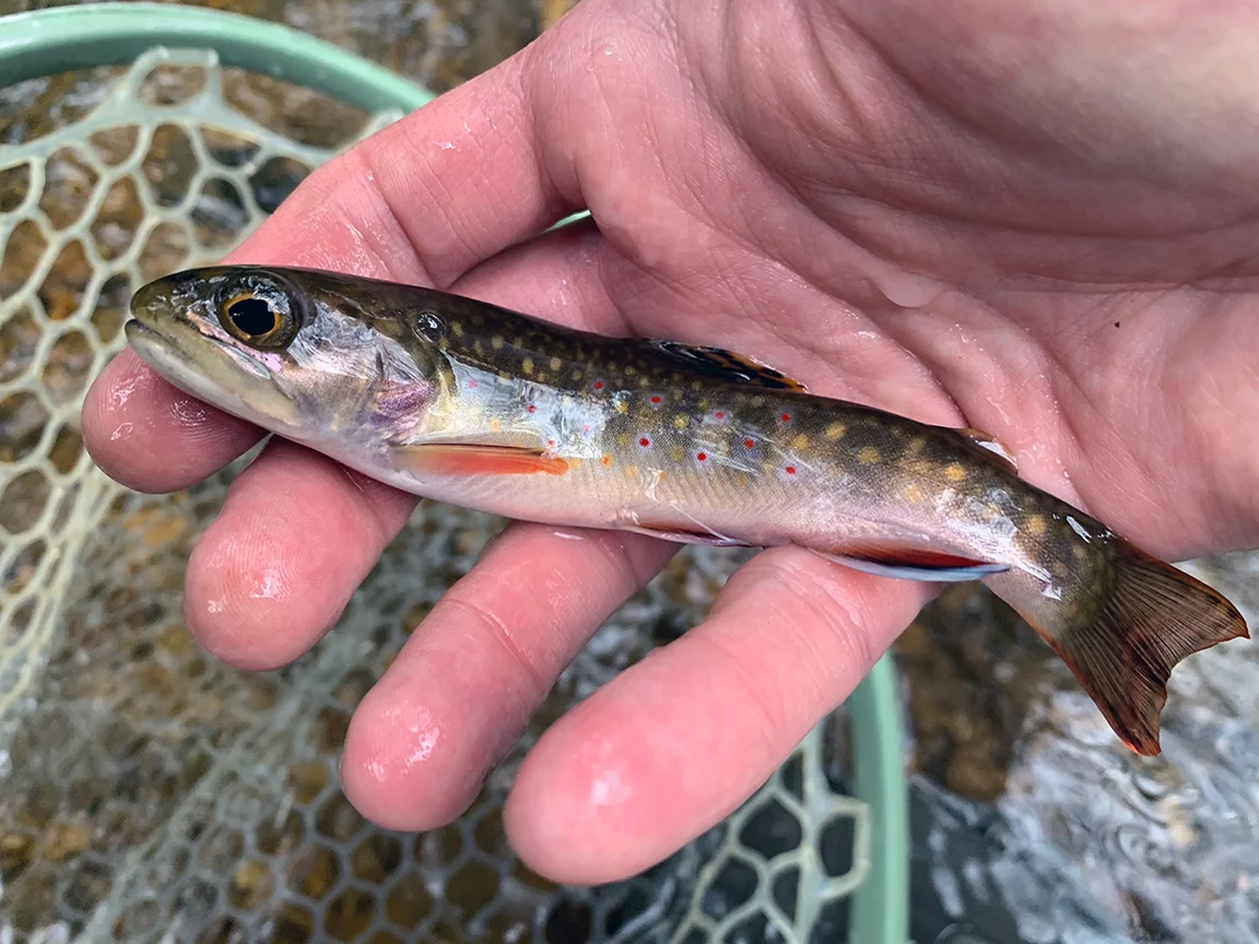 trout1.jpg