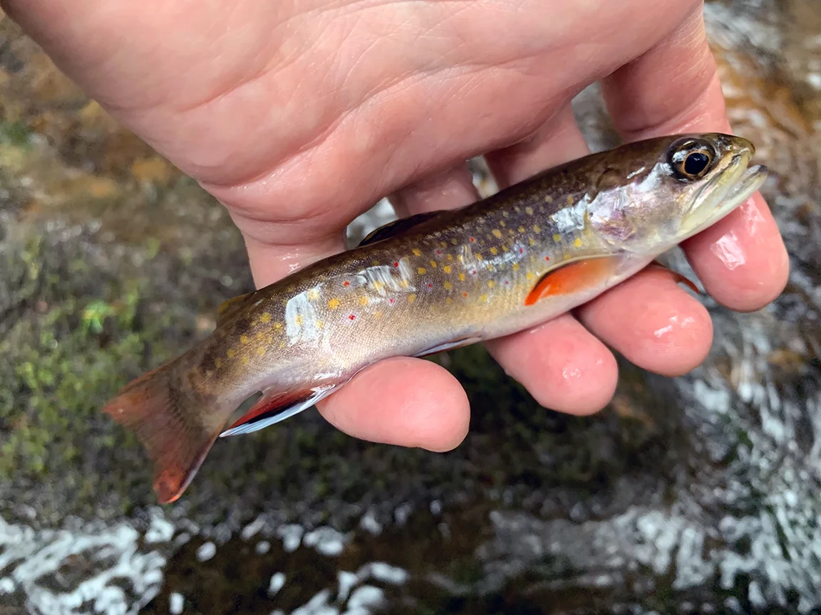 Winter Brook Trout Fishing In Pennsylvania’s Blue Mountains