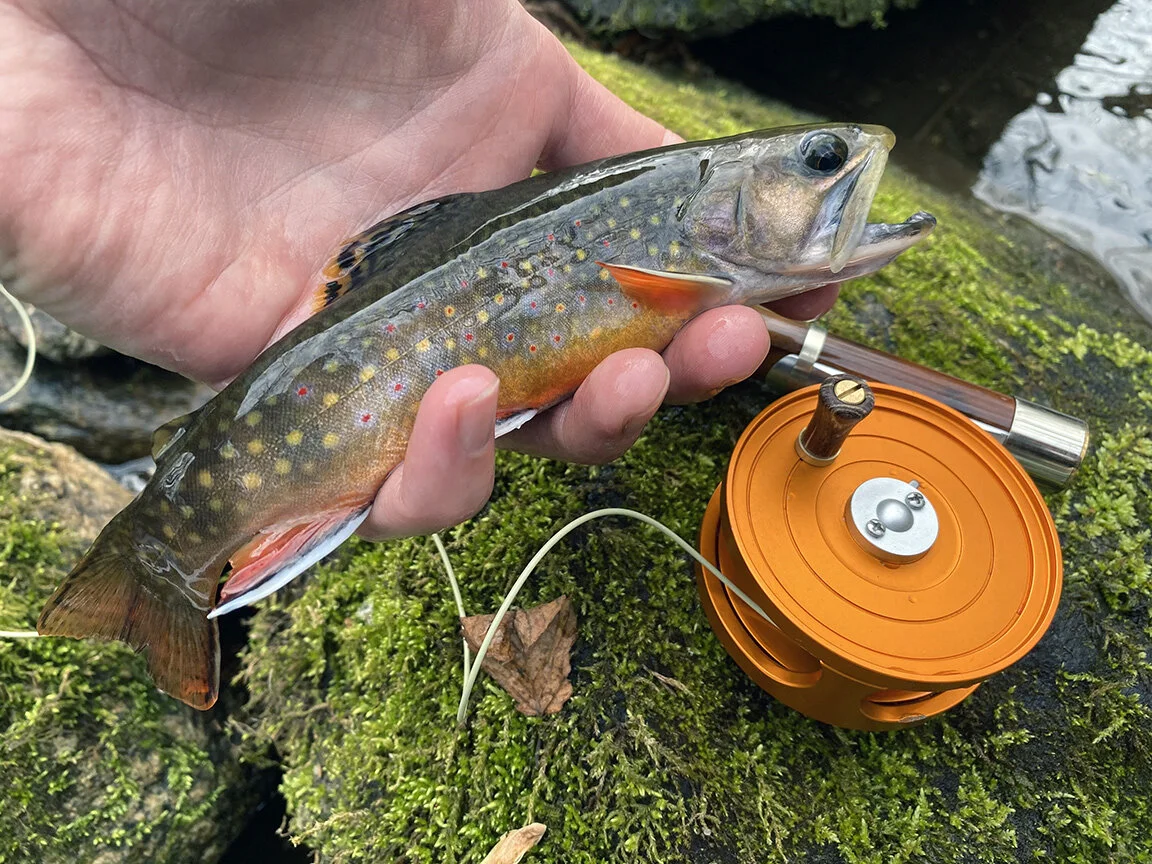 Wild Brook Trout Of Madison County And Shenandoah National Park