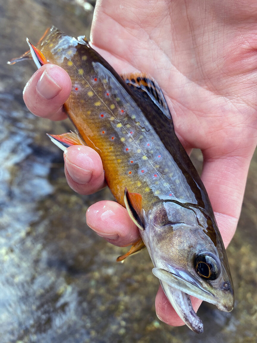 Wild Brook Trout Of Madison County And Shenandoah National Park