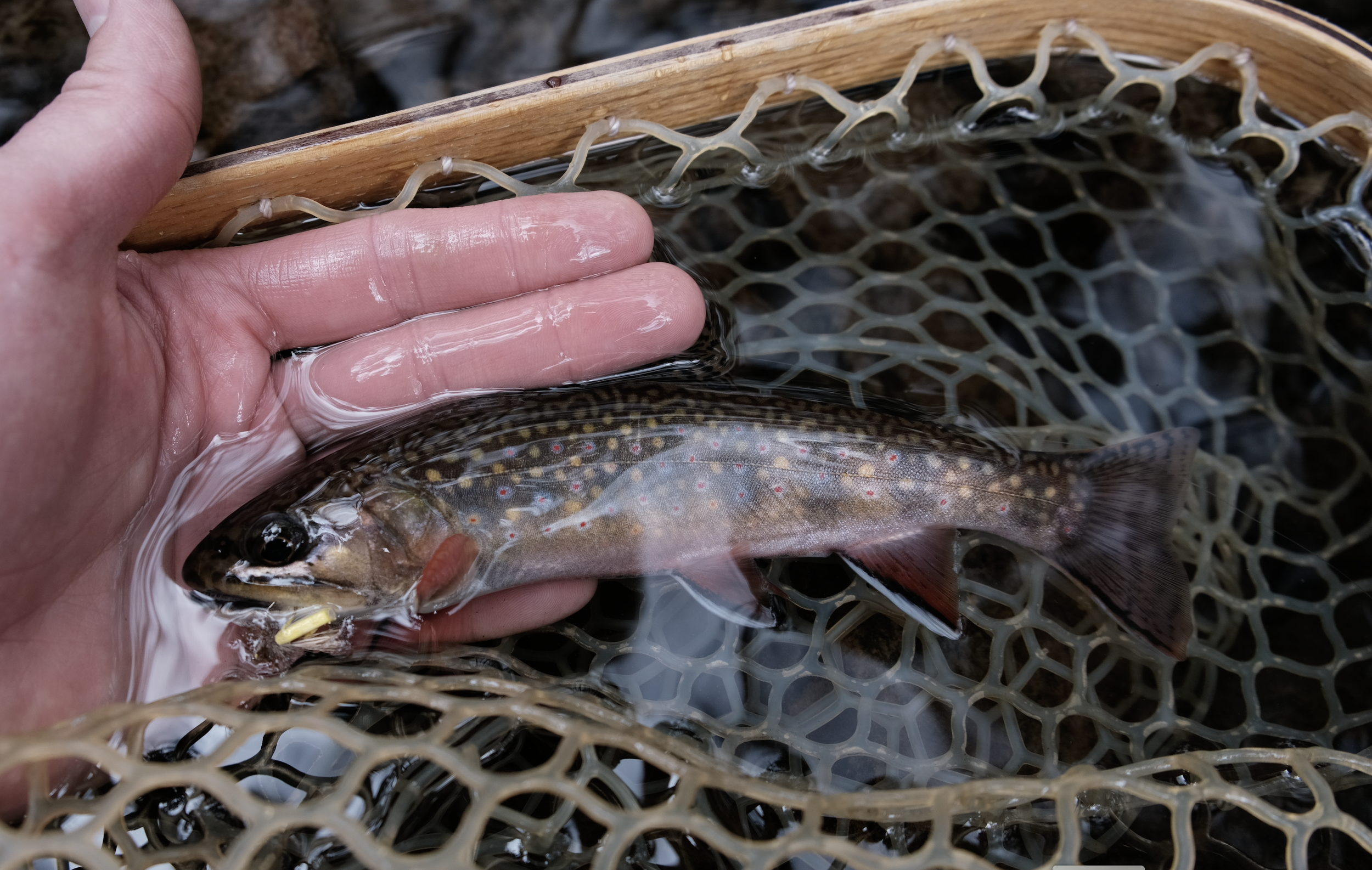 Why Barbless Hooks Matter for Native Brook Trout in the Appalachians 
