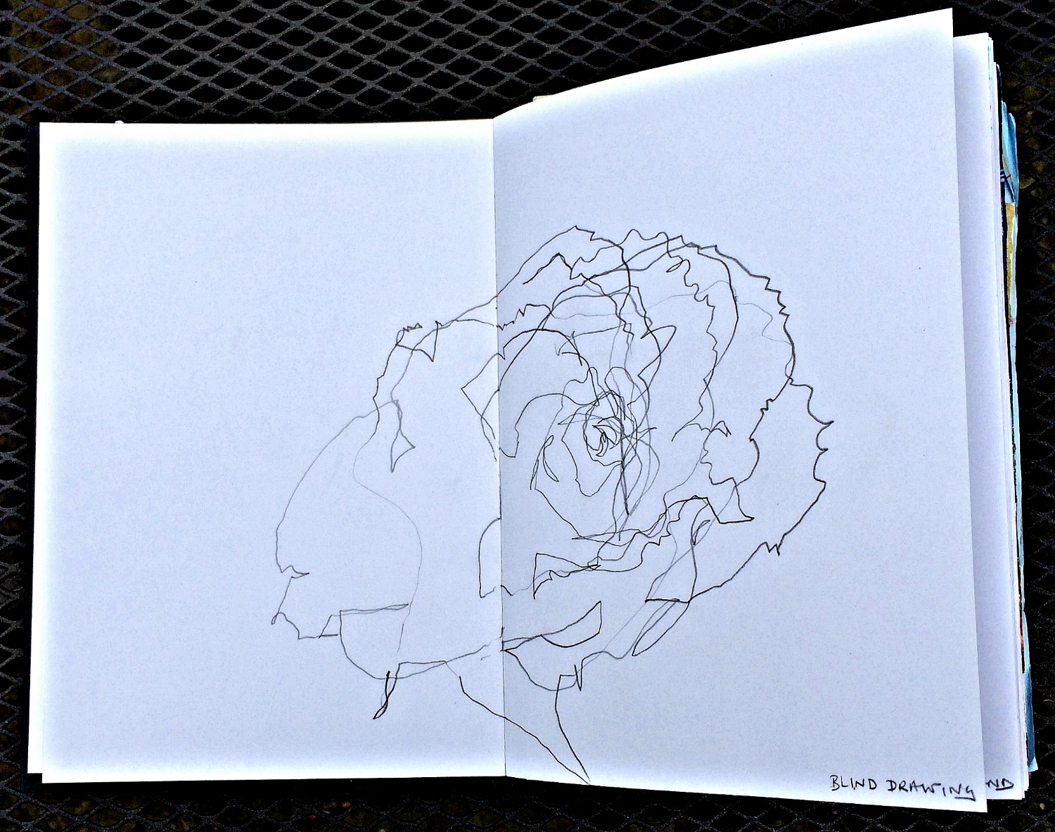 Sketchbook: rose drawn 'blind'