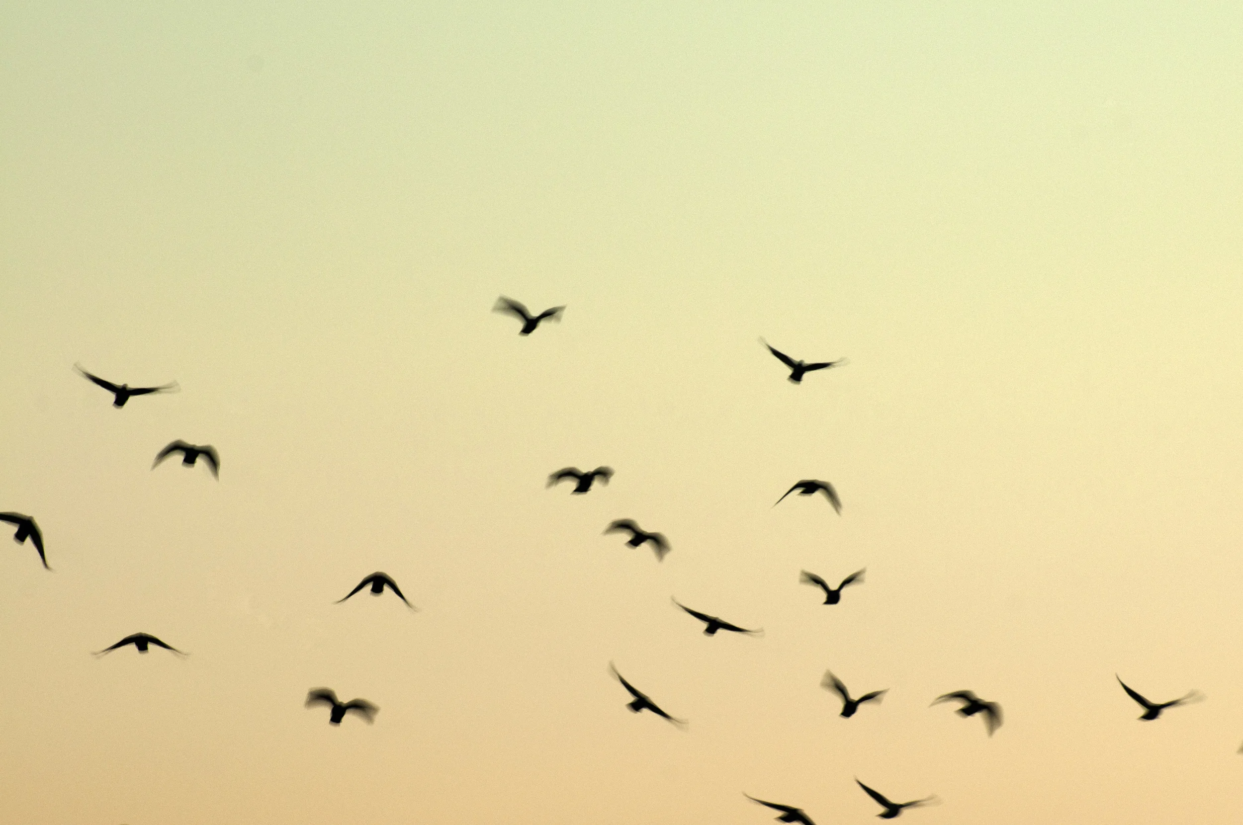birds.jpg