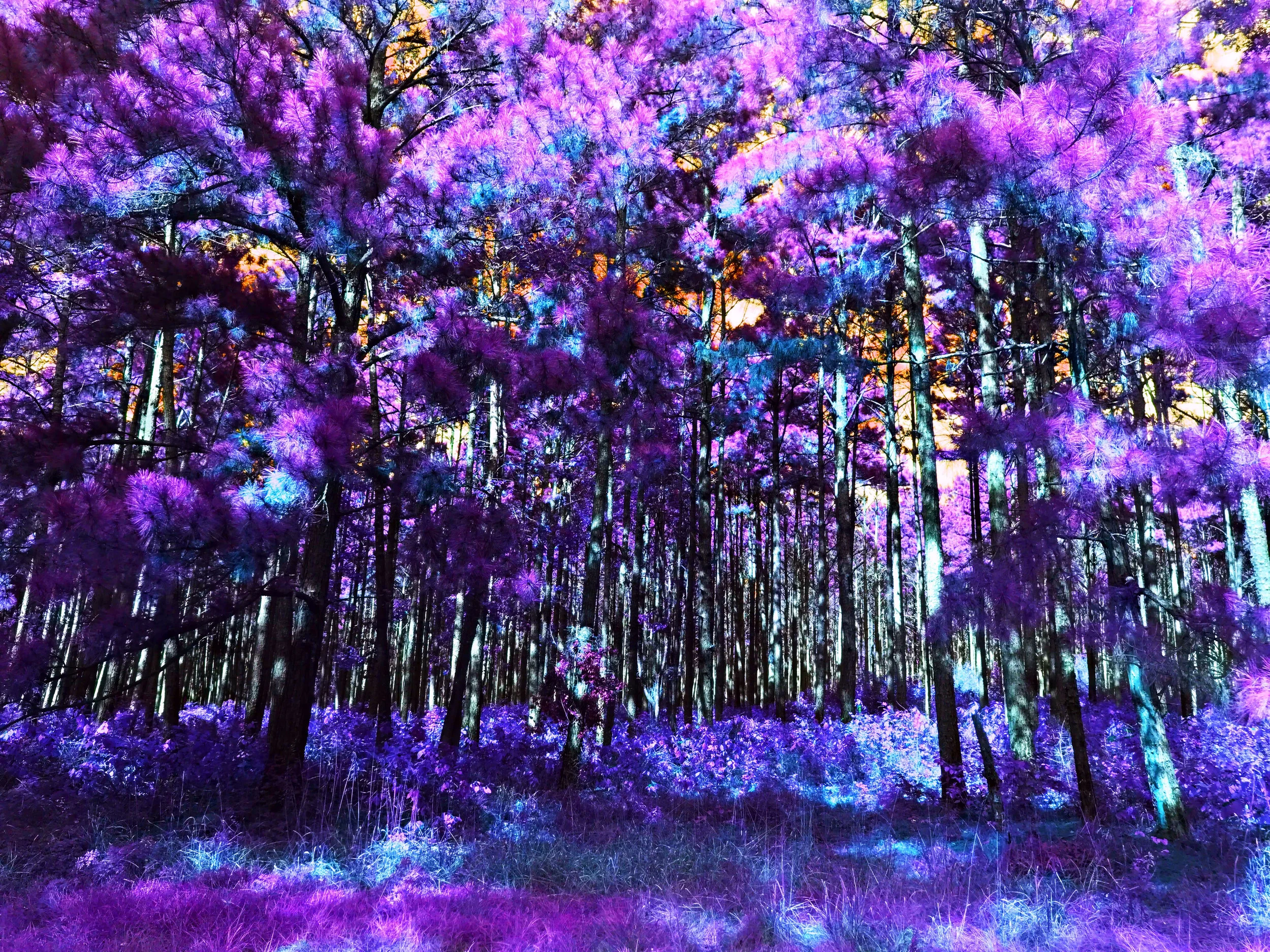 trees.jpg