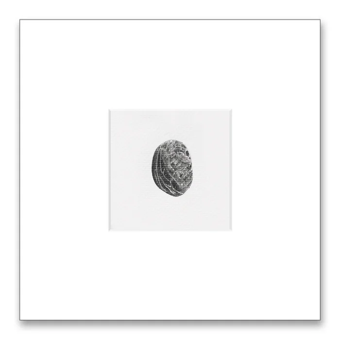 'Nut 1.' Graphite on watercolor paper, 2016 18"x18" 