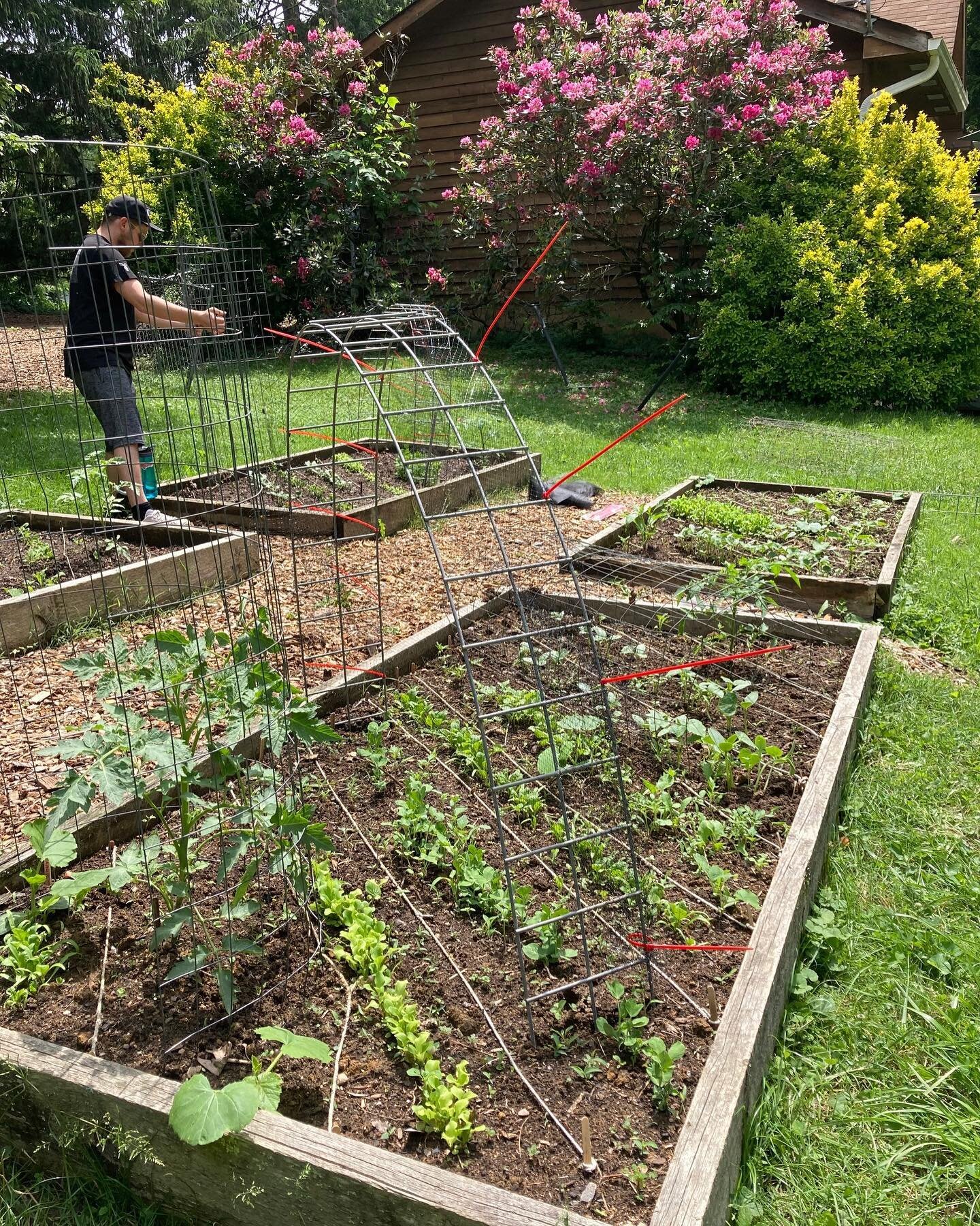 🍃GARDEN✨UPDATE🌿

At SotA, everyone performs a little bit of labor each day to help sustain the community - through garden, kitchen, or operations work service. This year, our garden work service planted a garden at the home of SotA fam @xsteenz and