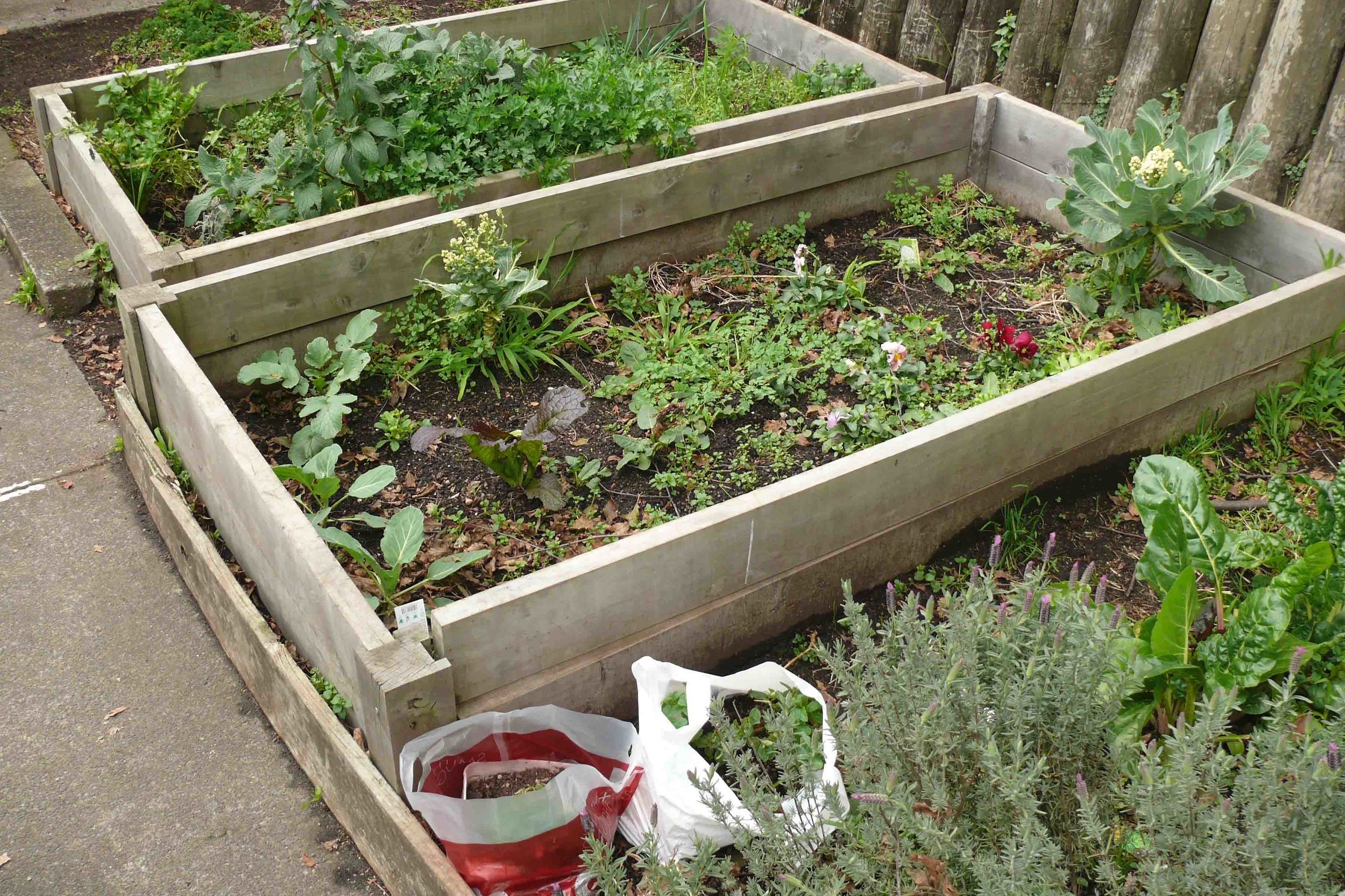 Organic gardens at Ponsonby Intermediate