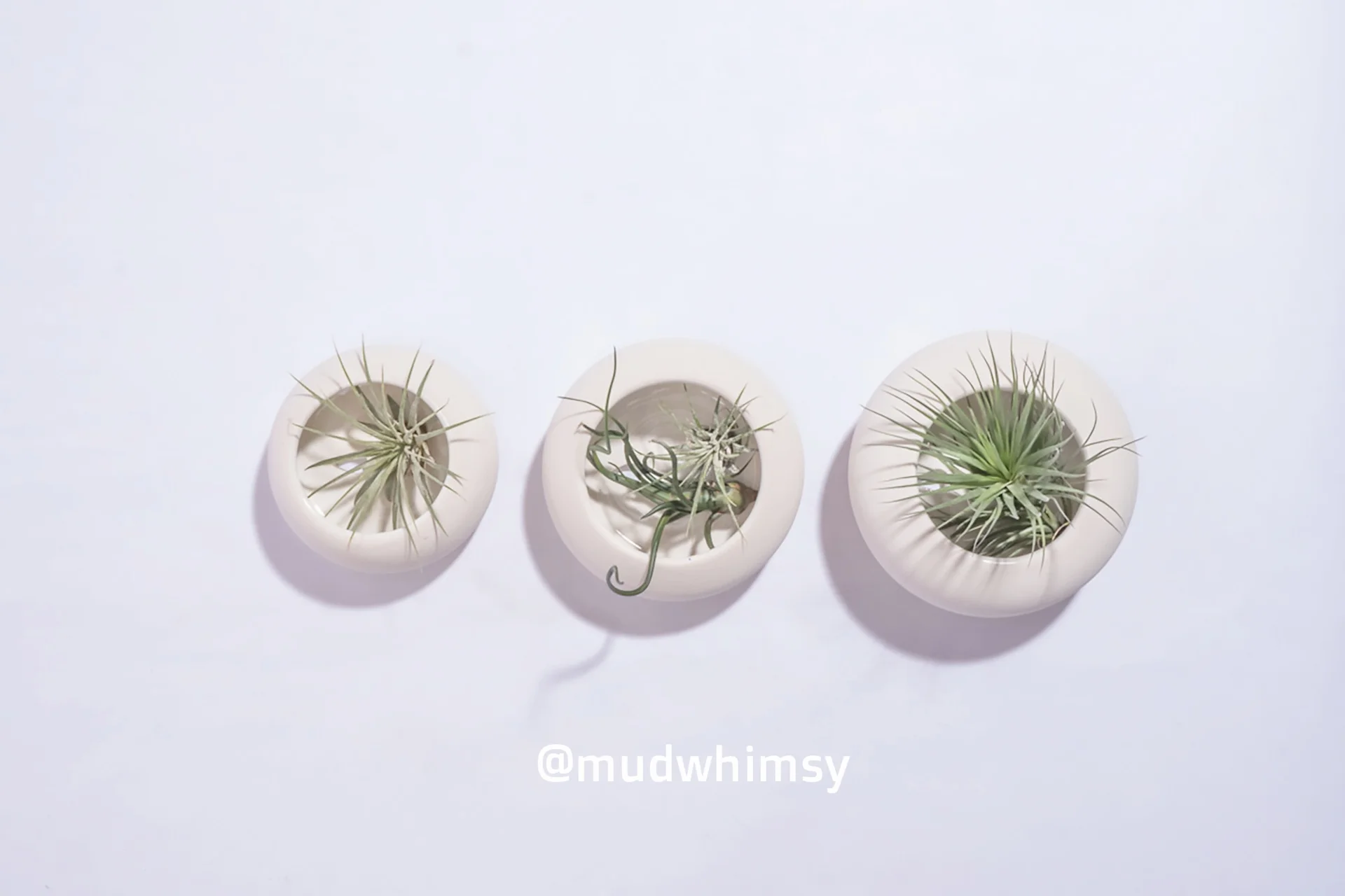 Set of Three Wall Bubbles for Air Plants