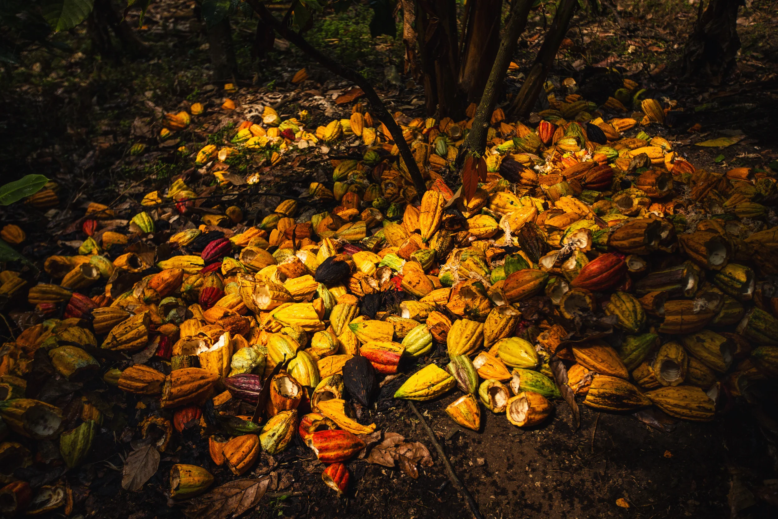 Cocoa Carnage