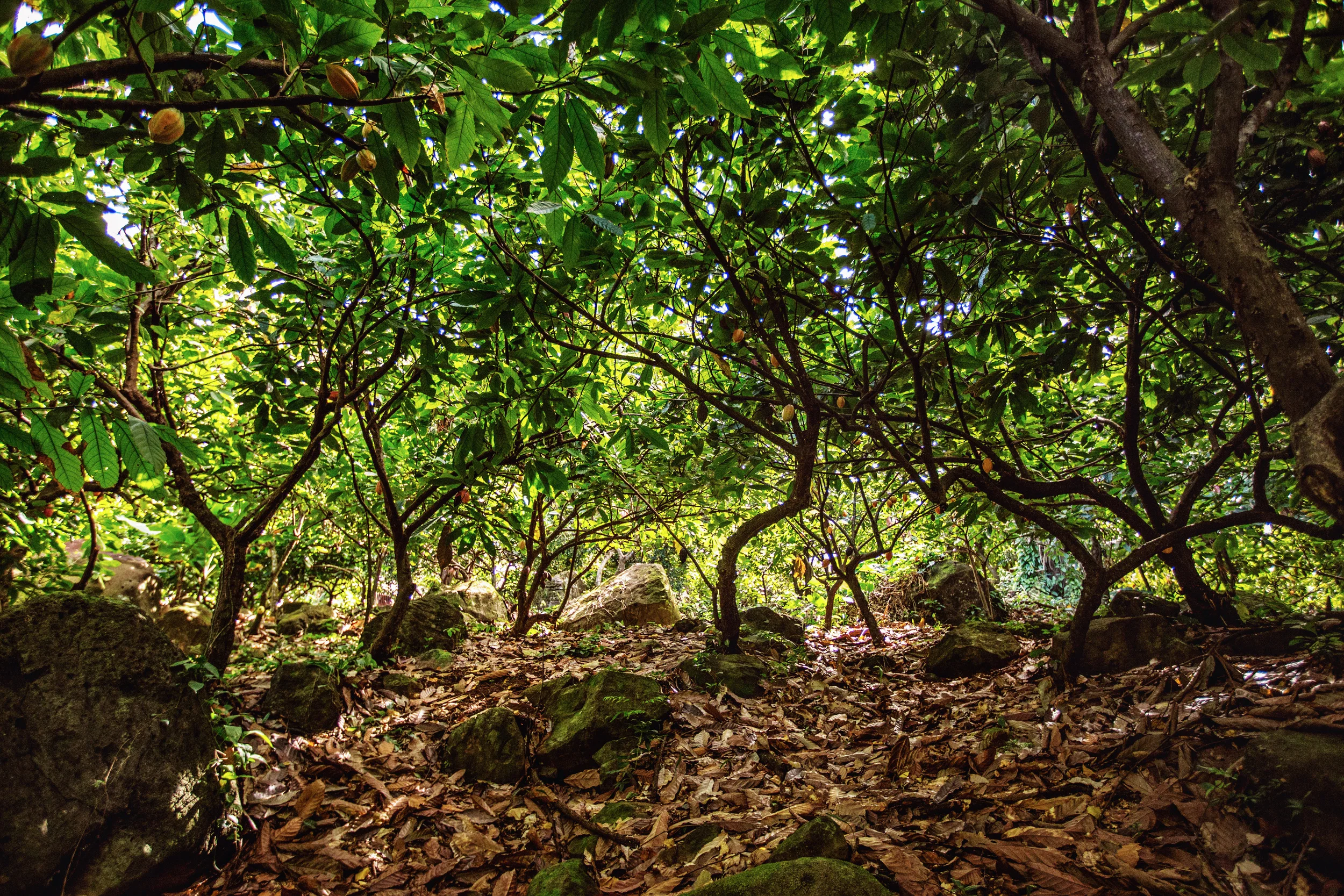 Cocoa Canopy