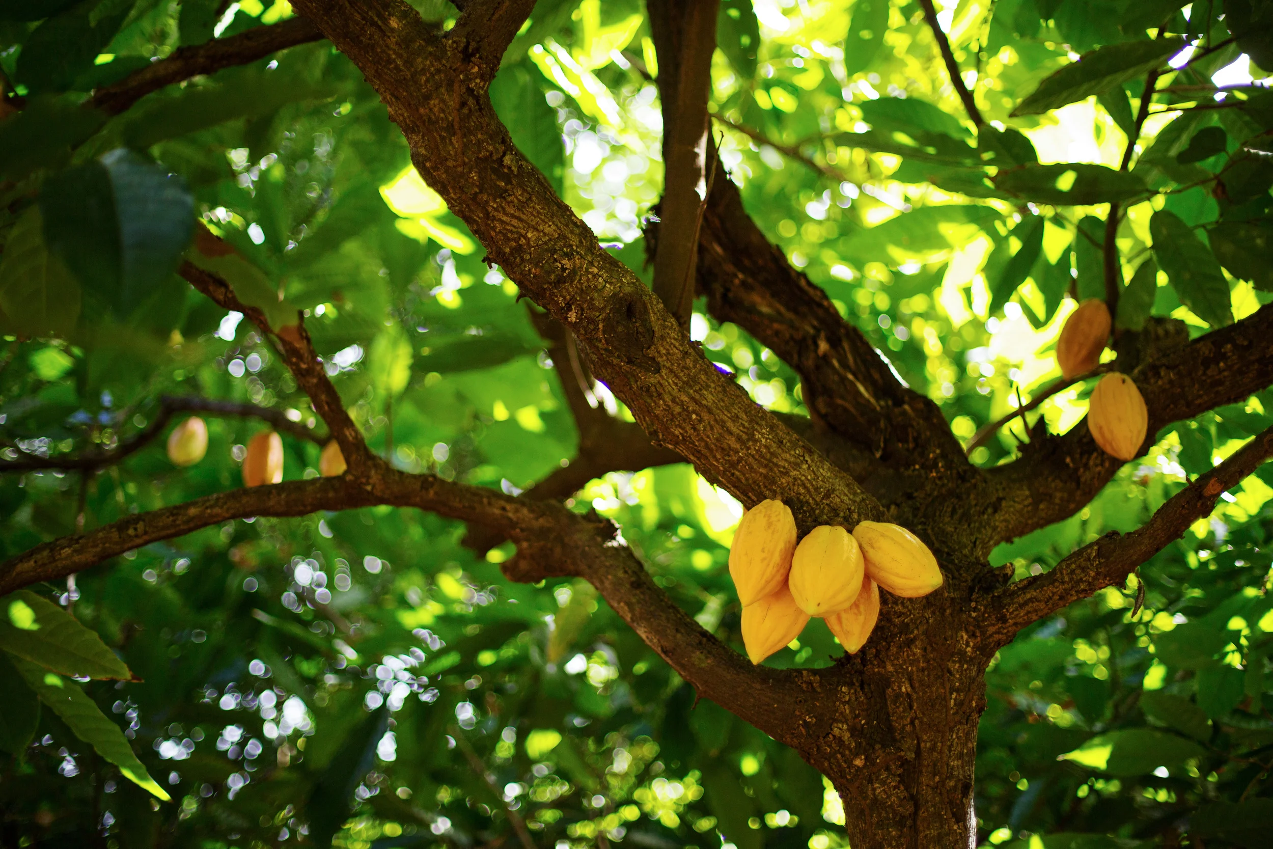 Yellow Cocoa