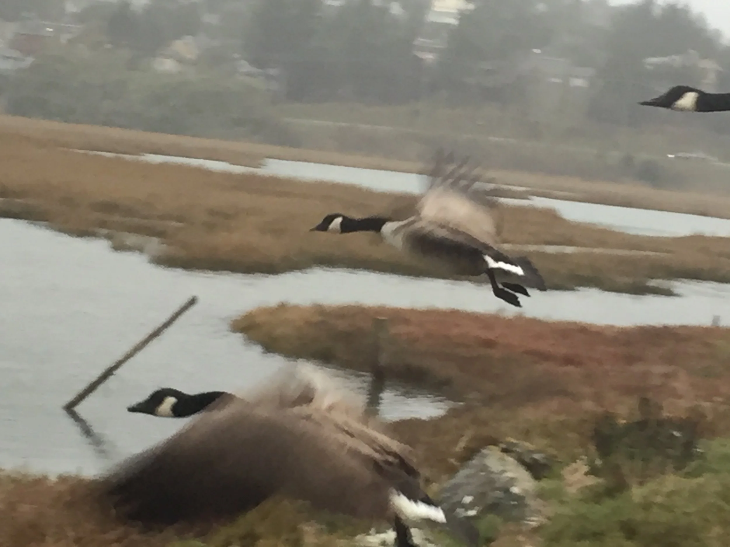 Copy of September Williams Author of Chasing Mercury--Home for the Winter