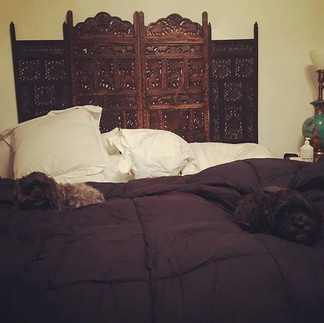 Couldn&rsquo;t find the puppies...they were just watching tv in bed and I totally disturbed them. 🖤🖤 #rescuedogsofinstagram #shihpoo #junkhippy #jackjackandozzy #puppybrothers