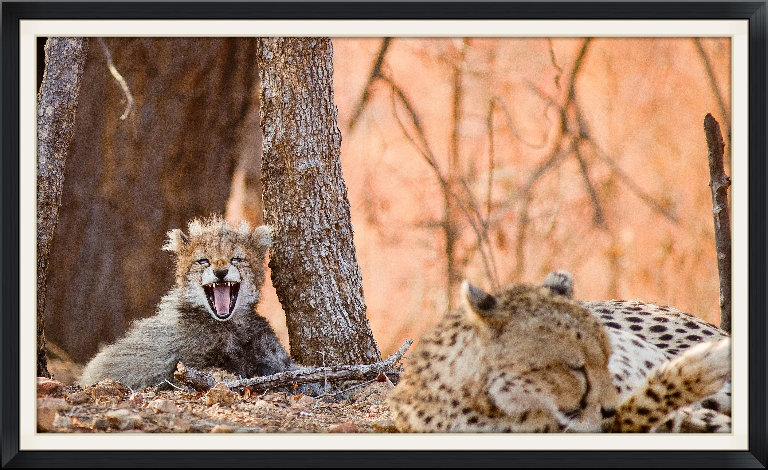 Leopardcub-1738.jpg